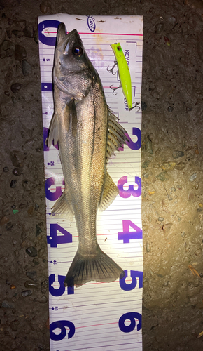 シーバスの釣果