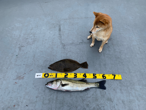 ヒラメの釣果