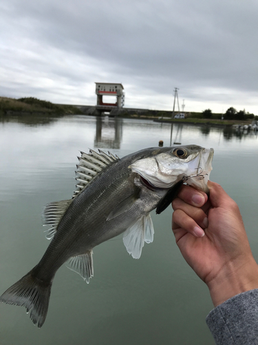 セイゴ（マルスズキ）の釣果