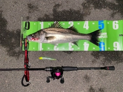 フッコ（マルスズキ）の釣果