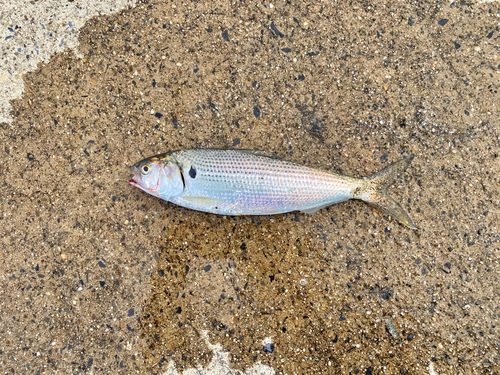 コノシロの釣果