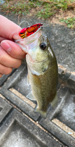 ブラックバスの釣果