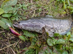 ライギョの釣果