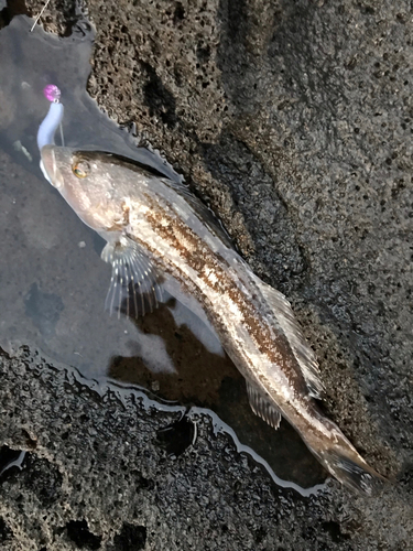 アイナメの釣果