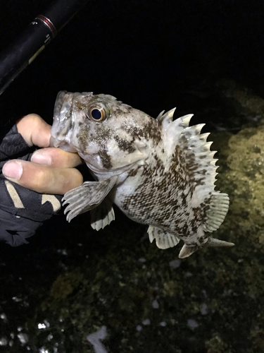 オウゴンムラソイの釣果