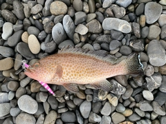 オオモンハタの釣果