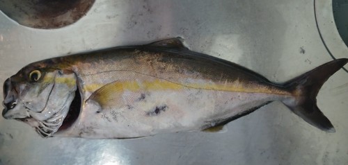 カンパチの釣果