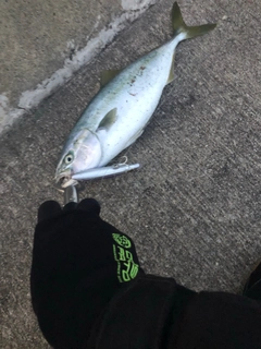 イナダの釣果