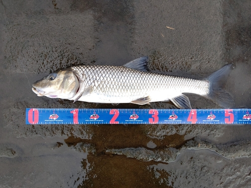 ニゴイの釣果