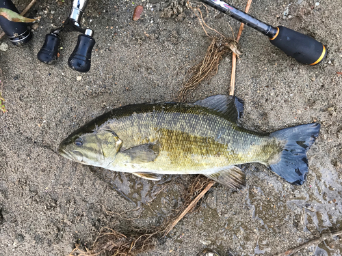 スモールマウスバスの釣果