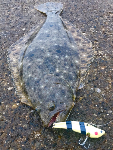 ヒラメの釣果