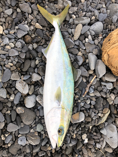 ワカナゴの釣果