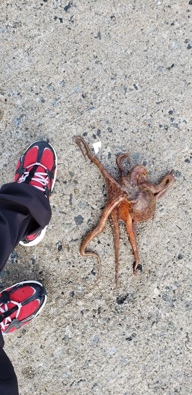タコ
