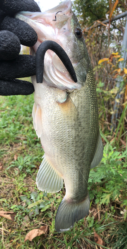 ラージマウスバスの釣果