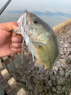 ラージマウスバスの釣果