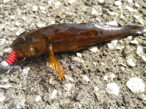 アナハゼの釣果