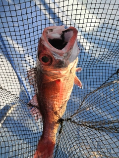 アカムツの釣果