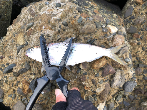 コノシロの釣果