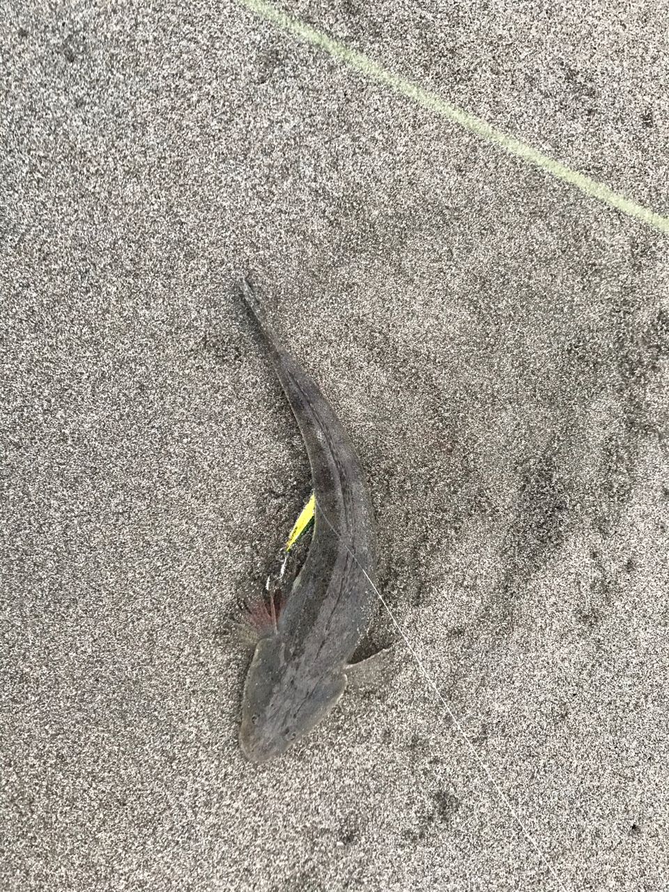 コチ