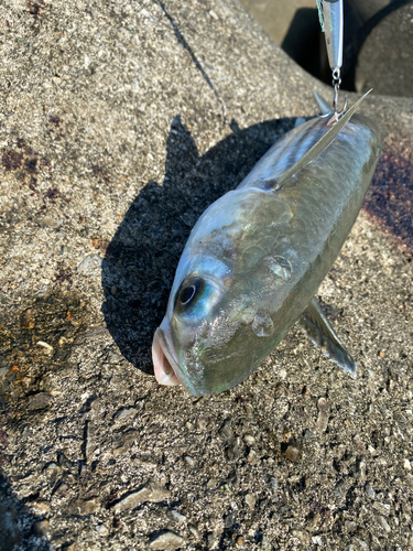 ボラの釣果