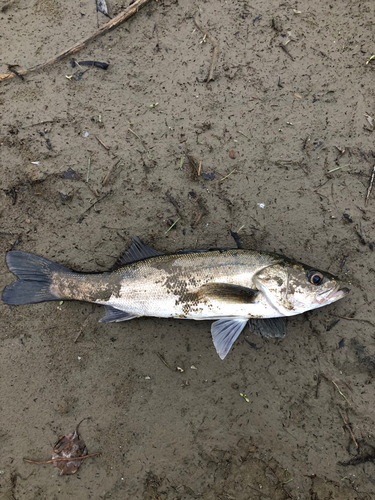 セイゴ（マルスズキ）の釣果