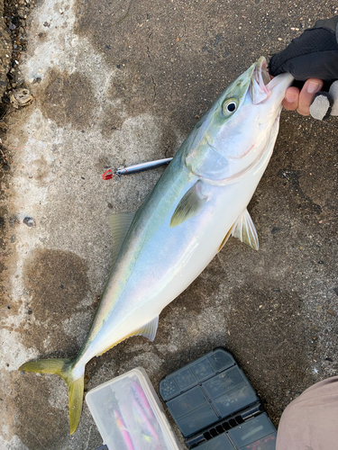 ハマチの釣果