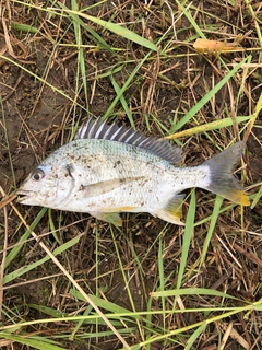 キビレの釣果