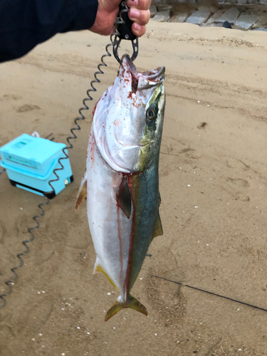 ハマチの釣果