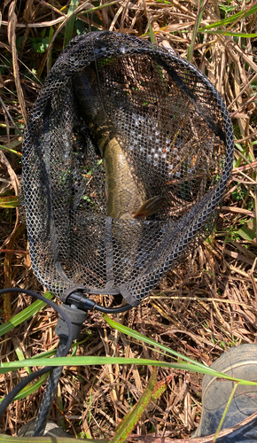 ライギョの釣果