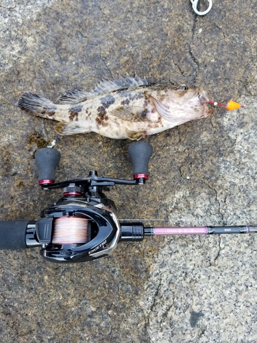 タケノコメバルの釣果