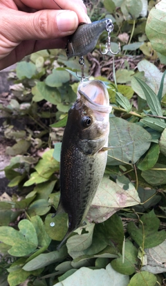 ブラックバスの釣果