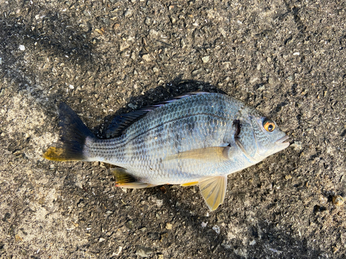 チヌの釣果