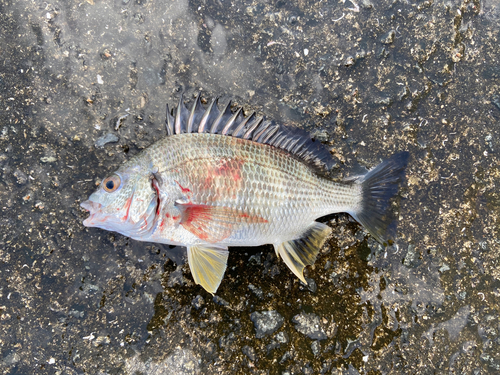 チヌの釣果