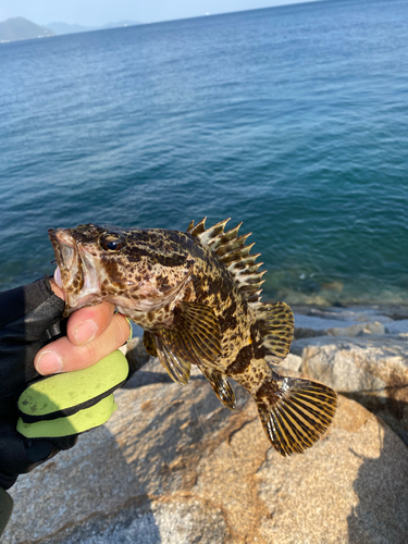 タケノコメバルの釣果