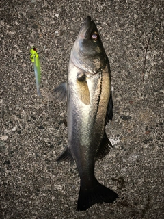 シーバスの釣果