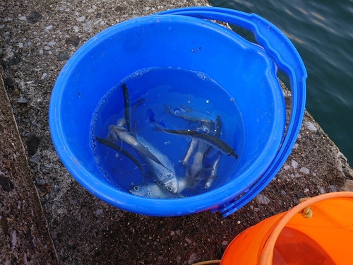 カタクチイワシの釣果