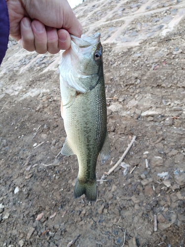 ラージマウスバスの釣果