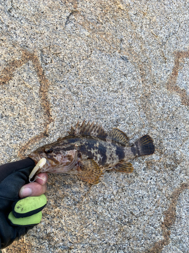 タケノコメバルの釣果