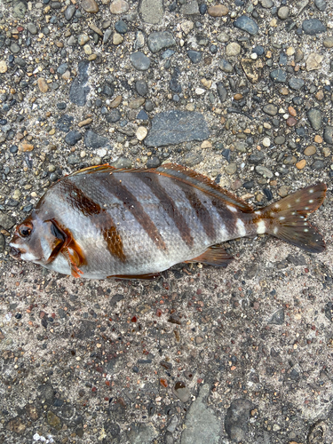 タカノハダイの釣果