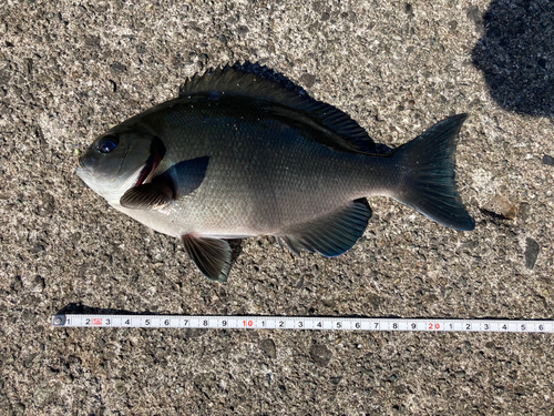 メジナの釣果