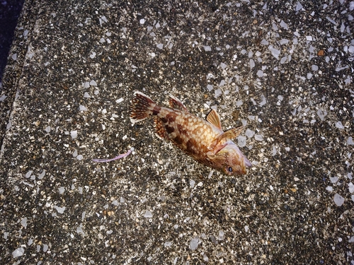 アラカブの釣果