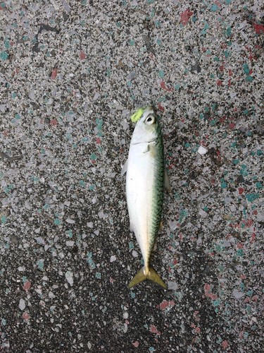 サバの釣果