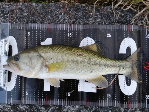 ブラックバスの釣果