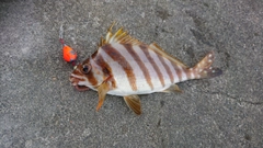 タカノハダイの釣果