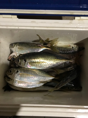 アジの釣果