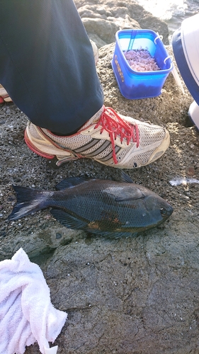 ヒダリマキの釣果