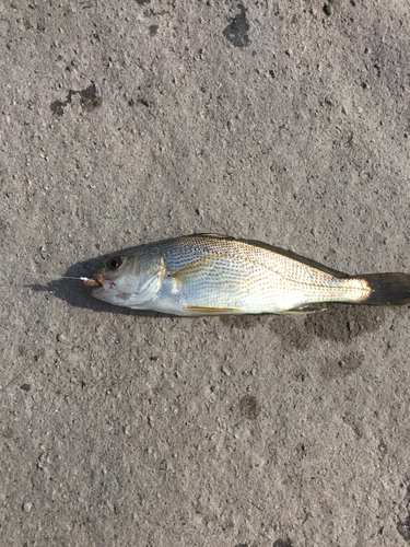 イシモチの釣果