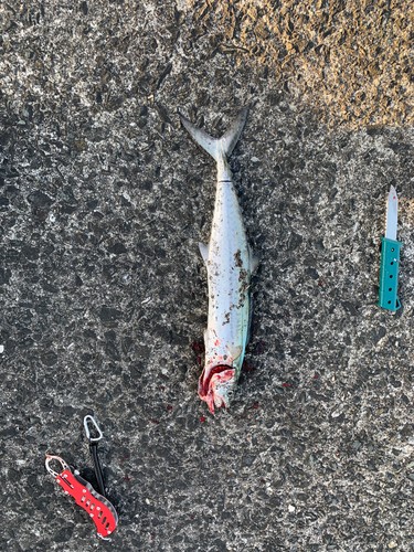 サゴシの釣果