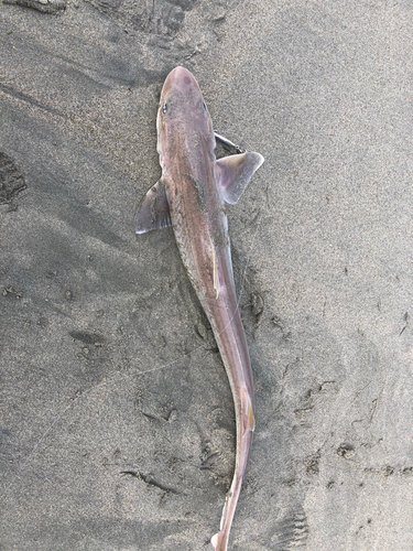 サメの釣果