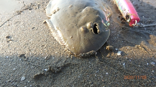 マゴチの釣果